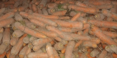 Venderé zanahorias comestibles