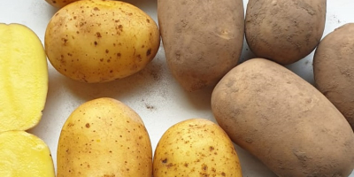 Vendemos papas directamente de Lituania en amarillo y rojo.