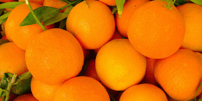 Compro naranjas y mandarinas orgánicas, recién cosechadas en España