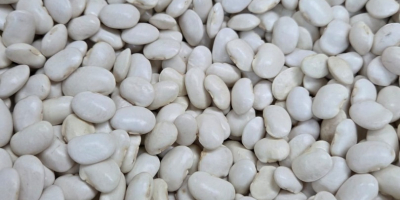 Vendo frijoles Jaś Karłowy al por mayor, 100/135 unidades/100