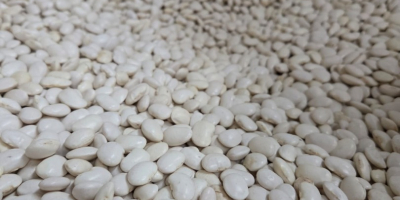 Vendo frijoles Jaś Karłowy al por mayor, 100/135 unidades/100
