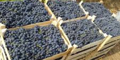 De manera regular, compramos uvas de Moldova a granel.