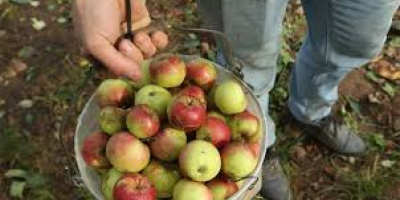 Manzanas ecológicas cultivadas. Las frutas bio cultivadas están disponibles