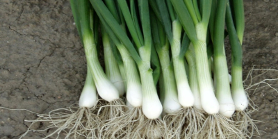 Compro cebollas verdes sabrosas y frescas