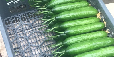 venta de pepino de invernadero, producción propia. Invito. tel.