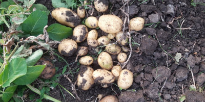 Venden papas nuevas cultivadas en la variedad solar deliciosa