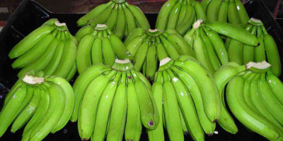 Plátano verde de Cavendish Los plátanos de Cavendish son