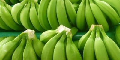 Plátano verde de Cavendish Los plátanos de Cavendish son