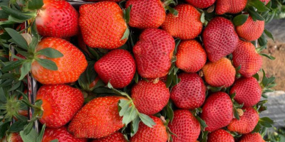 Venderemos fresas. Fresa limpiada o con tallos. Entrega diaria