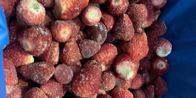 Venderemos fresas. Fresa limpiada o con tallos. Entrega diaria