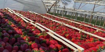 ¡FRESAS DIRECTAMENTE DE UN FABRICANTE EN ALBANIA! Sensacional sabor