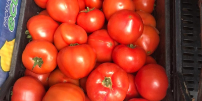 ¡Tomates DIRECTAMENTE DE UN FABRICANTE EN ALBANIA! Sensacional sabor