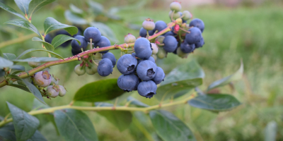 Borówka na Górce cooperará. Somos un productor de arándanos.