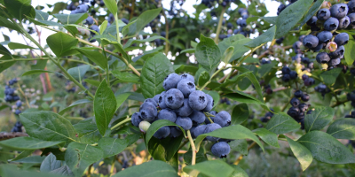 Borówka na Górce cooperará. Somos un productor de arándanos.