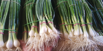 Cebolla de invierno, atada con 4-5 piezas, cebollino sin