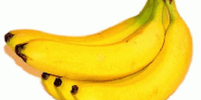 Somos el principal exportador y proveedor de Fresh Banana