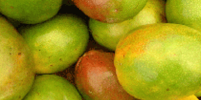 Fresh Mango Mango es el rey de las frutas