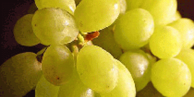 Uvas frescas La gama más completa de uvas frescas