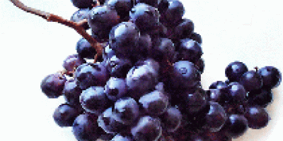 Uvas frescas La gama más completa de uvas frescas