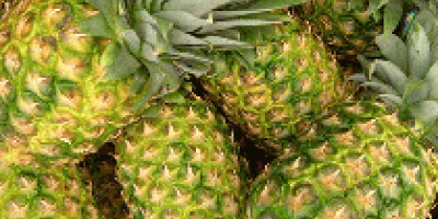 Pineapple Hardcore Corporation es el único nombre, que los