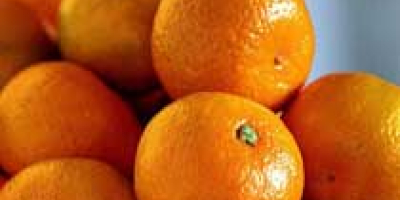 Mandarina fresca Somos un exportador y proveedor de mandarina