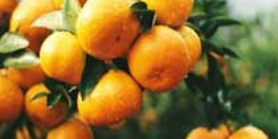 Mandarina fresca Somos un exportador y proveedor de mandarina