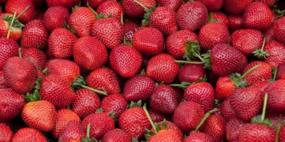 Sandía fresca y fresas de la granja a precios