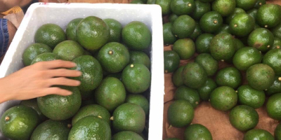 Aguacate de cabina fresca / Aguacate Hass Calidad premium