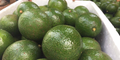 Aguacate de cabina fresca / Aguacate Hass Calidad premium