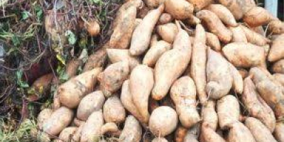 Tenemos batatas frescas de nuestra granja, buscamos patrocinio internacional