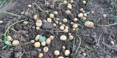 Estoy vendiendo aproximadamente 500 toneladas de papas de alta