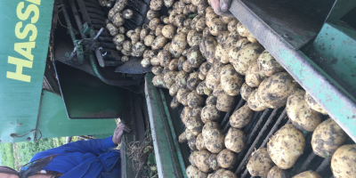 Estoy vendiendo aproximadamente 500 toneladas de papas de alta