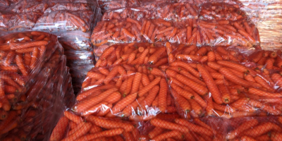 Vende zanahoria de primera clase, la mejor calidad y