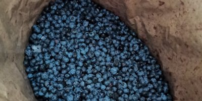 Venderé arándanos, congelados, de muy buena calidad, embalados en