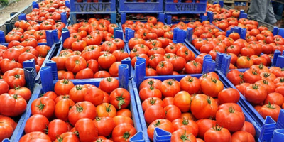 Hemos estado vendiendo frutas y verduras de Turquía. Por