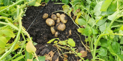 Estoy vendiendo papas nuevas.