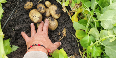 Estoy vendiendo papas nuevas.