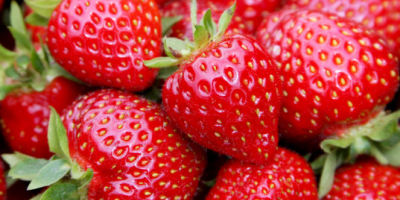 En la temporada 2020 venderemos fresas industriales sin tallos.