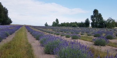 Venderé lavanda seca de una plantación orgánica. En nuestra