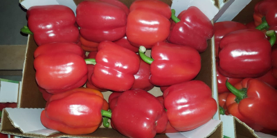 Venderé pimiento rojo, clase 1. Estamos buscando compradores para