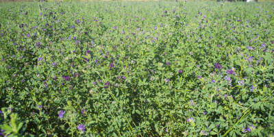 Venderé semillas de alfalfa cosechadas en octubre de 2019.