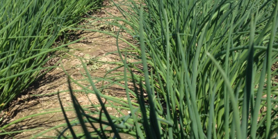 Cebolletas frescas cortadas para la venta. Una variedad de