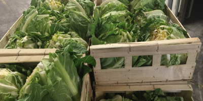 Venderé coliflor, importación de Francia, precio atractivo, buena calidad,