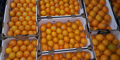 Venderé naranjas de valencia clase 1 tamaño 40-48-56-64