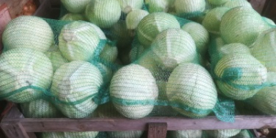 Venderé una variedad de col blanca, Storek; 1-4kg, variedad