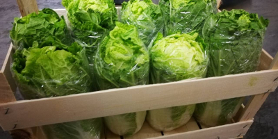 Venderé repollo chino joven, importado de Hungría, muy bonito,