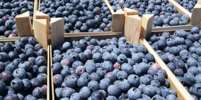 Arándano, fresco, sabroso, espeso, bonito, caja de 2 kg,