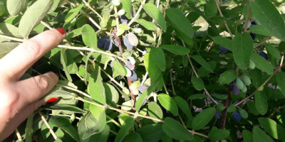 Hola, vendo fruta de bayas de Kamchatka, variedades de