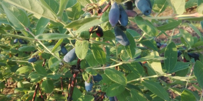 Venderé bayas orgánicas de bayas de Kamchatka - variedad