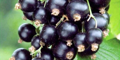 Venderé fruta fresca y saludable de grosella negra de